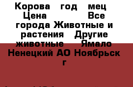 Корова 1 год 4 мец › Цена ­ 27 000 - Все города Животные и растения » Другие животные   . Ямало-Ненецкий АО,Ноябрьск г.